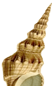 Mimi Elashiry | Home